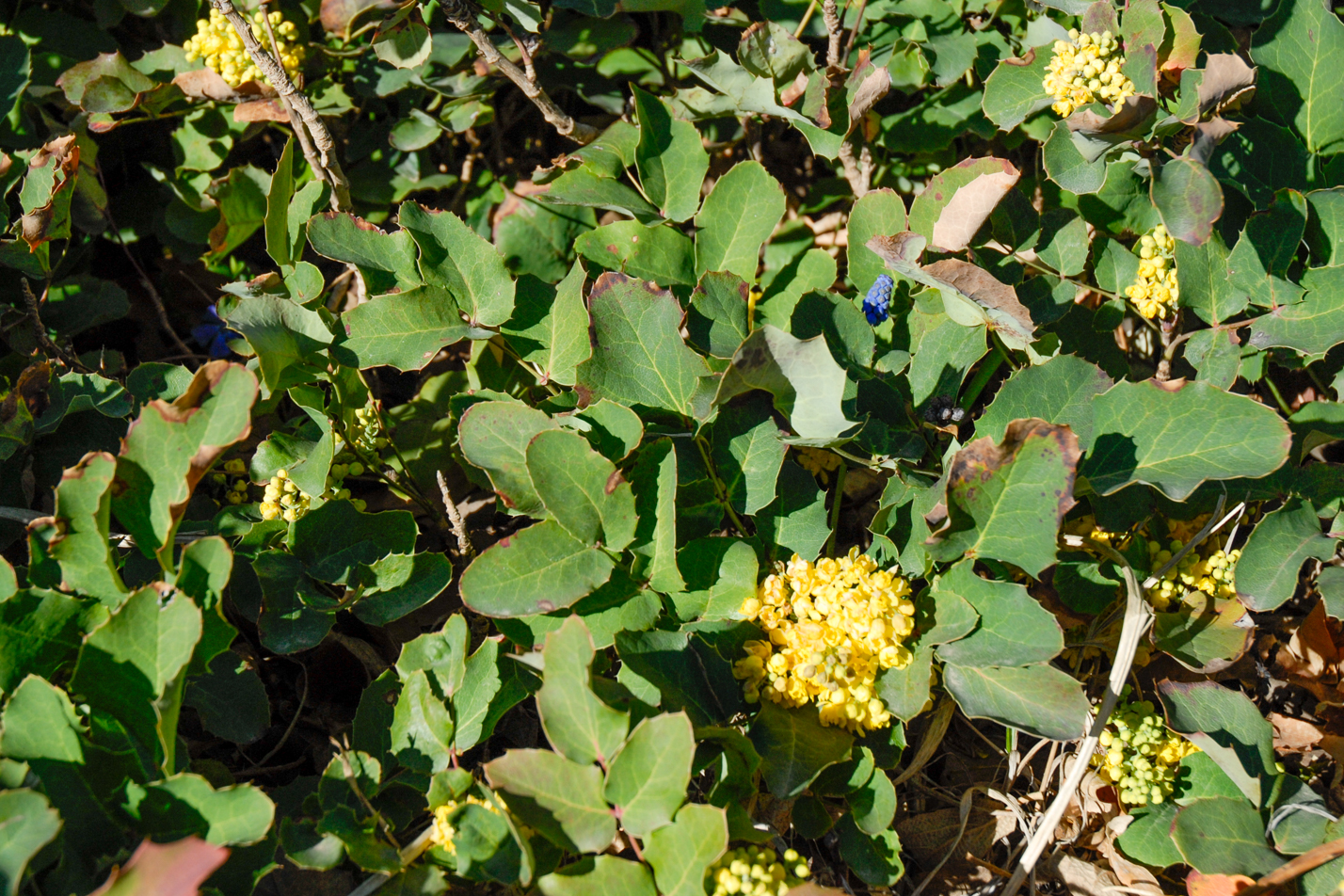 Creeping Barberry